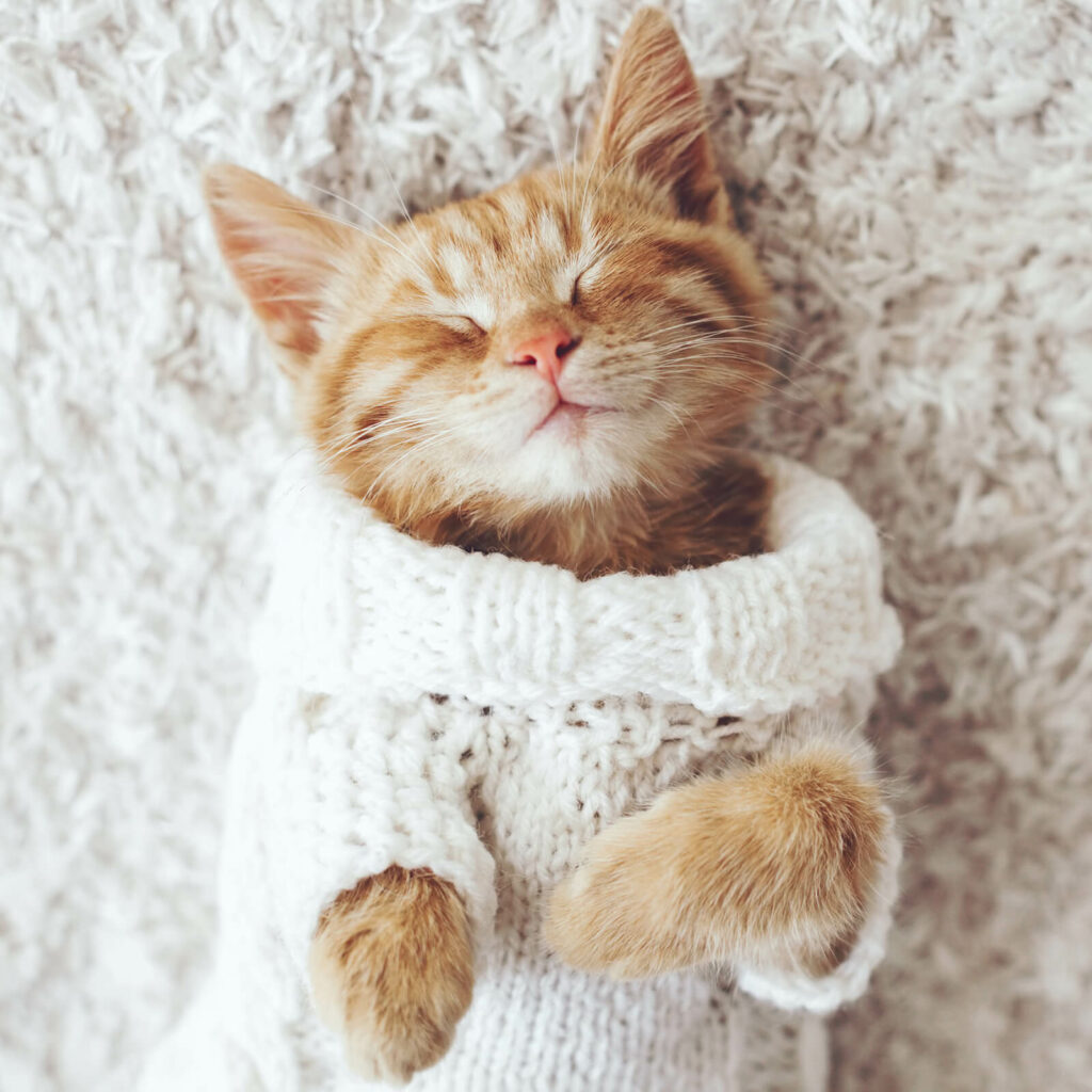 Cat resting on carpet | Burton Flooring